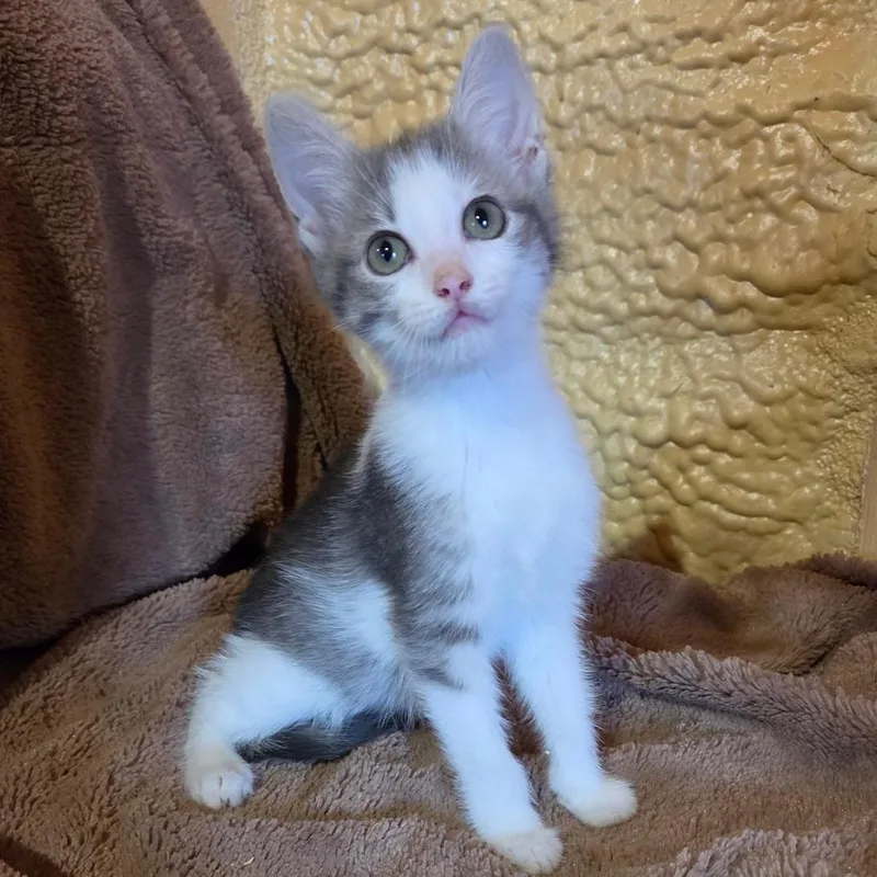 A baby small-sized female Gray / Blue / Silver Domestic Short Hair cat named Mist for adoption in Park Falls, WI