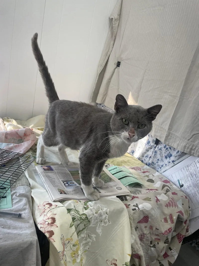 An adult medium-sized male Gray & White Domestic Short Hair cat named Cuddles for adoption in Trenton, NJ