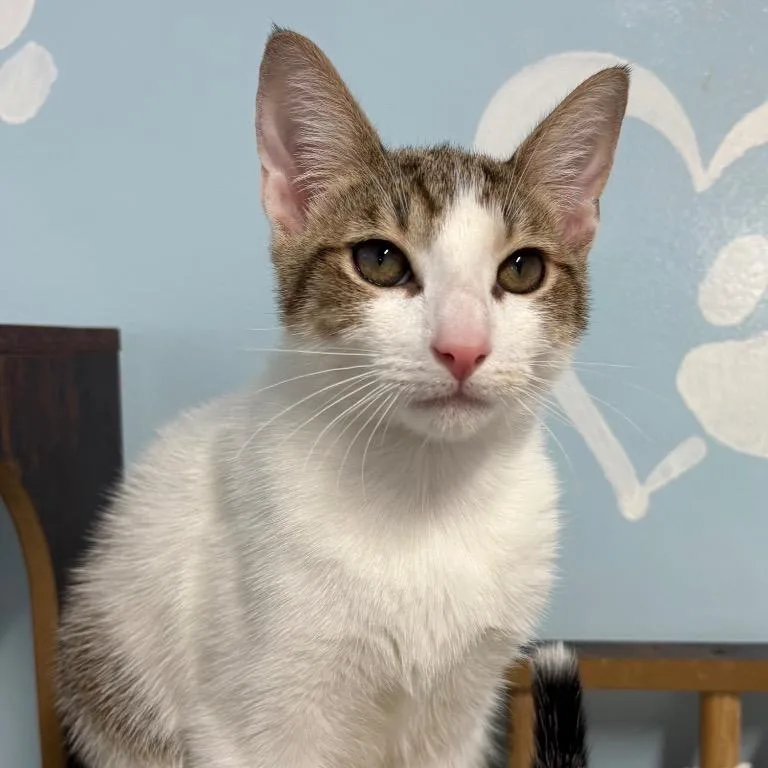 A young medium-sized male White Domestic Short Hair cat named Hot Wheels for adoption in Fort Lauderdale, FL