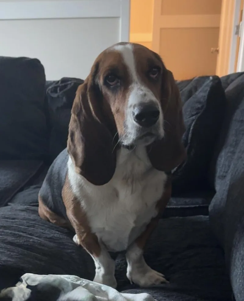 A young medium-sized male Tricolor (Brown, Black, & White) Basset Hound dog named Bucky for adoption in Auburndale, FL