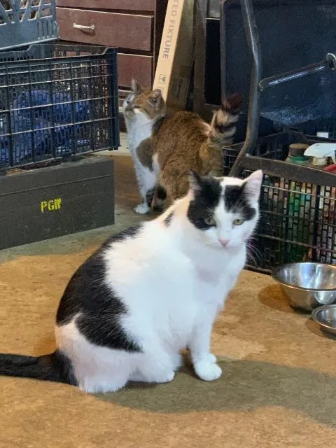 A senior large-sized male Domestic Short Hair cat named Luther for adoption in Auburn, IN
