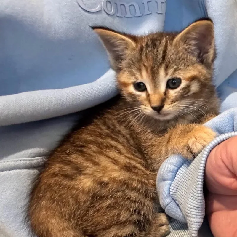 A baby small-sized female Gray / Blue / Silver Domestic Short Hair cat named Baby Girl for adoption in League City, TX