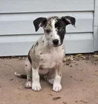 A baby medium-sized female Mixed Breed dog named Willow for adoption in Appleton, WI