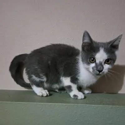 A baby small-sized female Gray / Blue / Silver Domestic Short Hair cat named Cloudy for adoption in Alma, WI