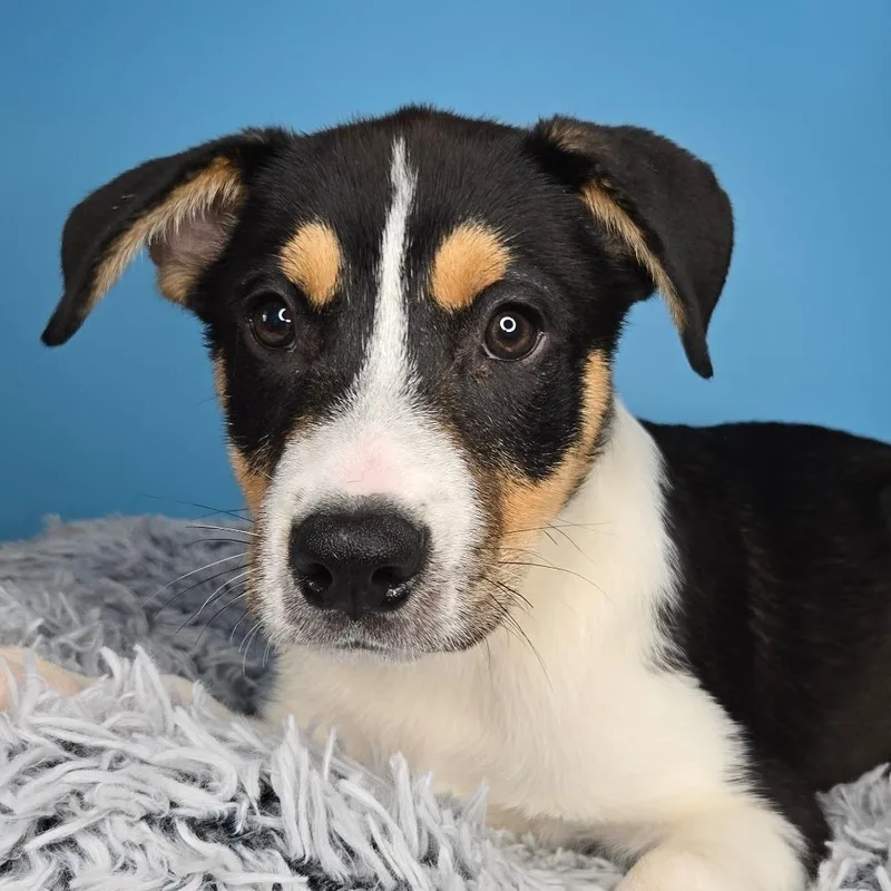 A baby medium-sized male White / Cream Shepherd dog named Philip for adoption in San Antonio, TX