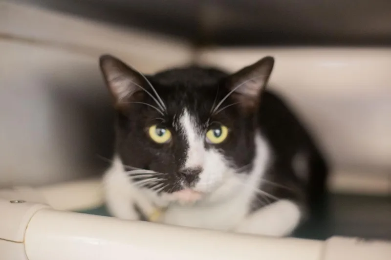 An adult medium-sized male Domestic Short Hair cat named Tux for adoption in Mountain Home, AR