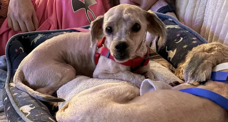 A young small-sized male Shih Tzu dog named Spyro for adoption in Hagerstown, MD