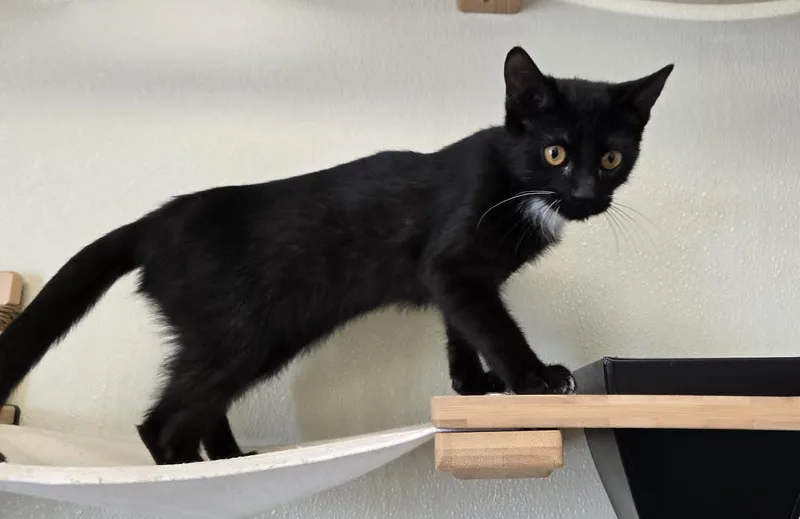 A young medium-sized female Black & White / Tuxedo Domestic Short Hair cat named Peg for adoption in Larned, KS