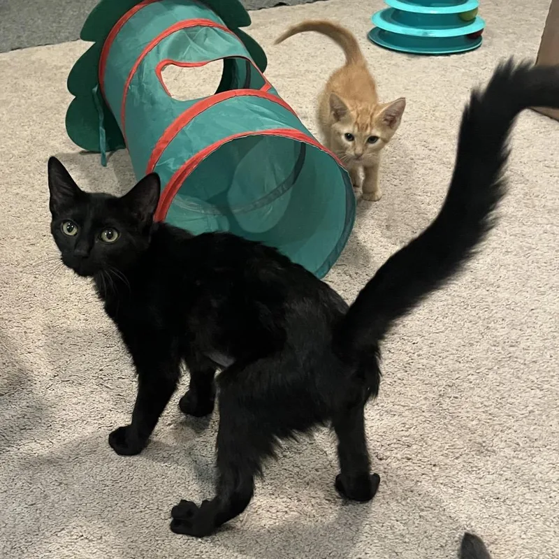 A baby small-sized female Black Domestic Short Hair cat named Arabella for adoption in Normal, IL
