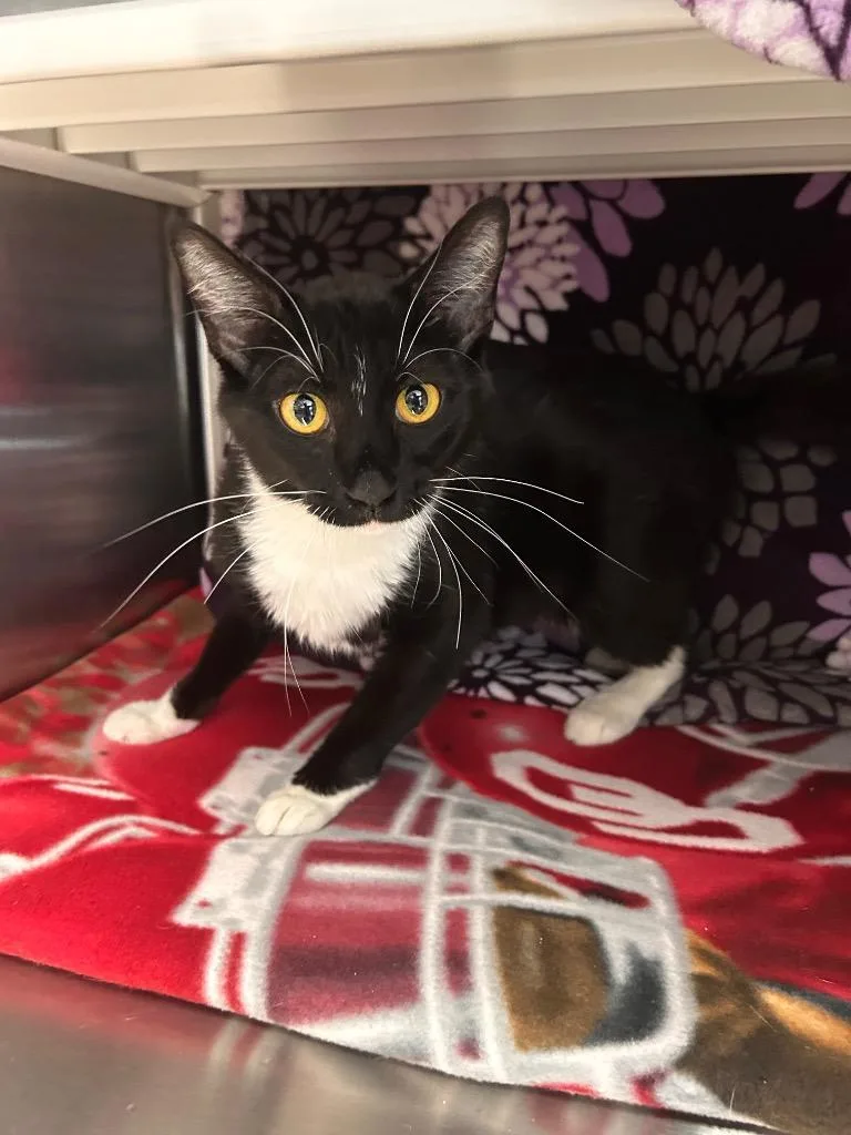 A young medium-sized female Domestic Short Hair cat named Glinda for adoption in Minot, ND