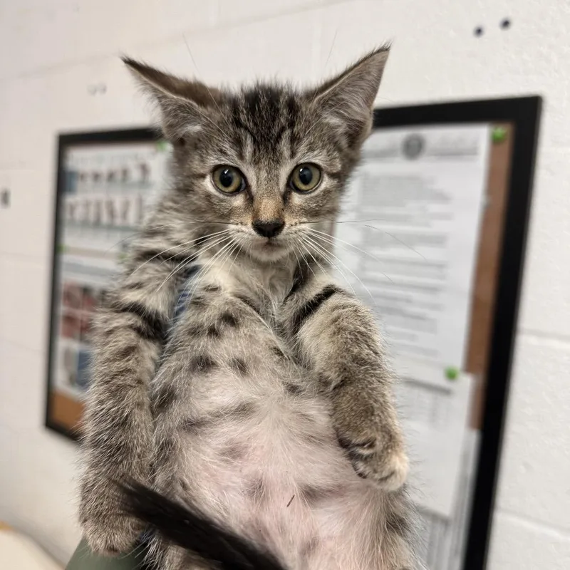 A baby small-sized female Brown / Chocolate Domestic Short Hair cat named Esther for adoption in Edinburg, TX