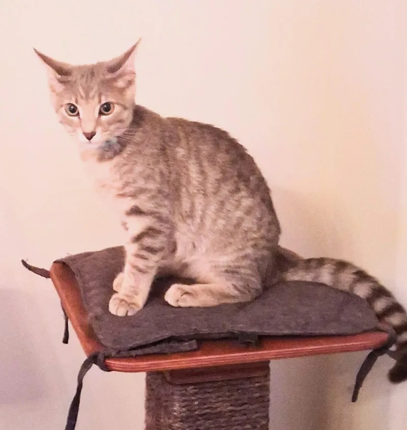 A baby medium-sized male Gray / Blue / Silver Tabby cat named Cosmo for adoption in Lewis Center, OH