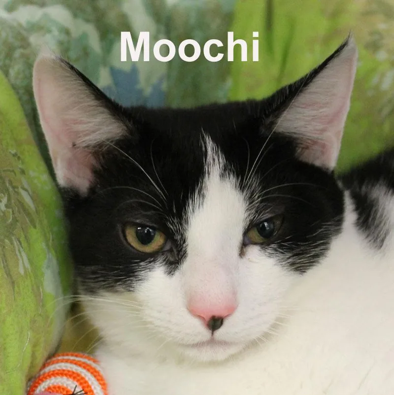 A baby medium-sized female White Domestic Short Hair cat named Moochi Kyla for adoption in Stowe, PA