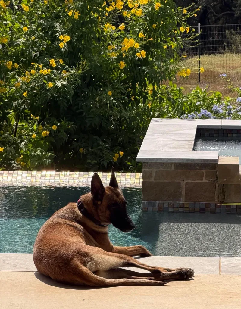 An adult medium-sized female Belgian Shepherd / Malinois dog named Louise for adoption in Austin , TX