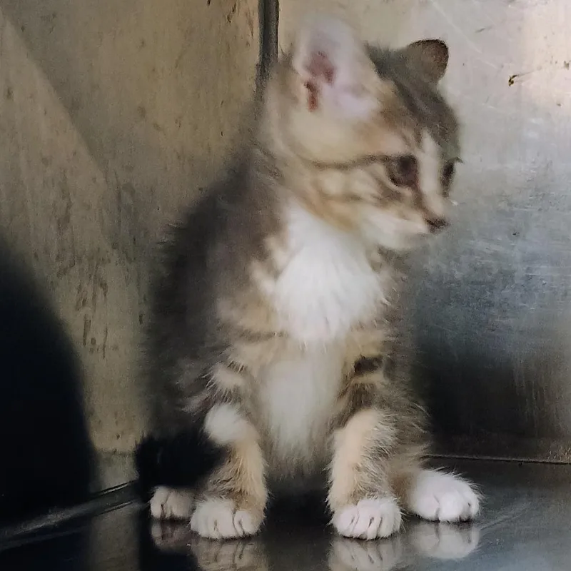 A baby small-sized female Gray / Blue / Silver Domestic Short Hair cat named Sunshine for adoption in Palestine, TX