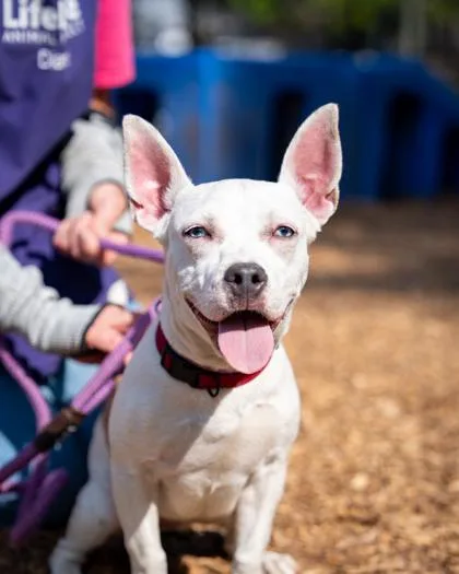 An adult small-sized female Mixed Breed dog named Giselle for adoption in Chamblee, GA