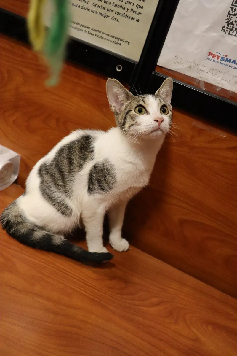 A baby medium-sized male Tabby (Brown / Chocolate) Domestic Short Hair cat named Armando for adoption in San Juan, PR