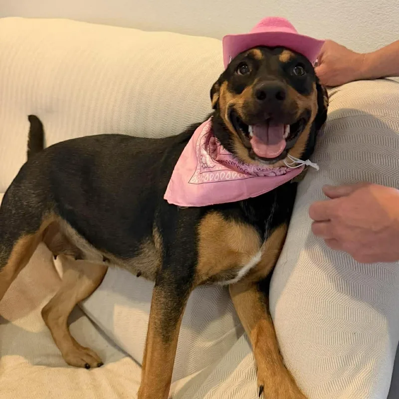 An adult medium-sized female Black Shepherd dog named Bailey Moon for adoption in Corpus Christi, TX