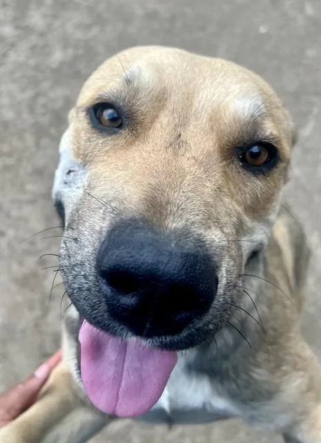 A young medium-sized male Pit Bull Terrier dog named Mustang for adoption in Riverside, CA