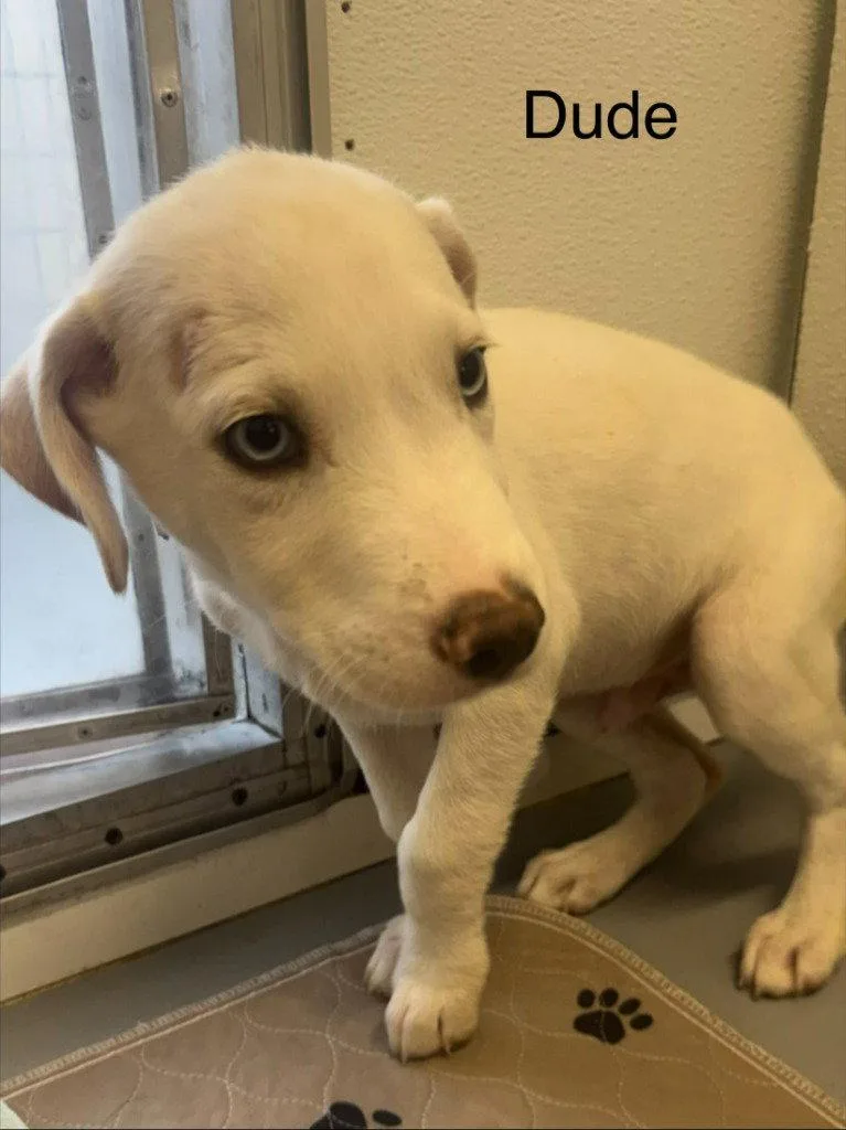 A baby medium-sized male Labrador Retriever dog named Dude for adoption in Saint George, UT