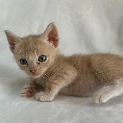 A young medium-sized male Domestic Short Hair cat named Theodore for adoption in Kansas City, MO