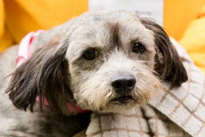An adult small-sized male Mixed Breed dog named Sakura for adoption in West Chester, PA