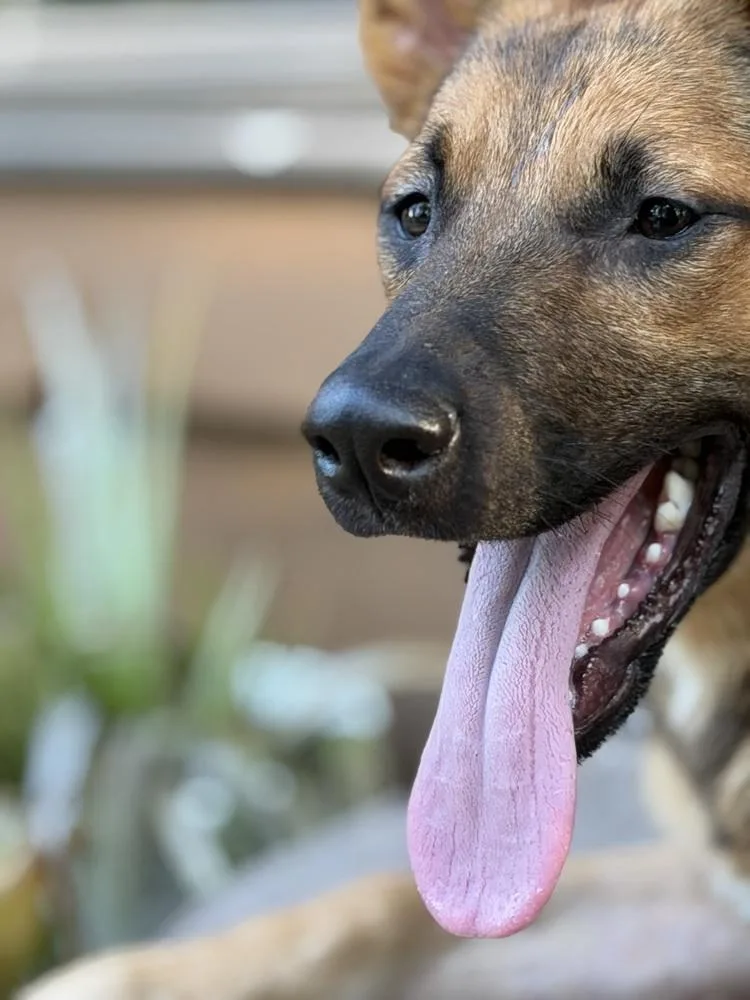 Rocko thumbnail 5