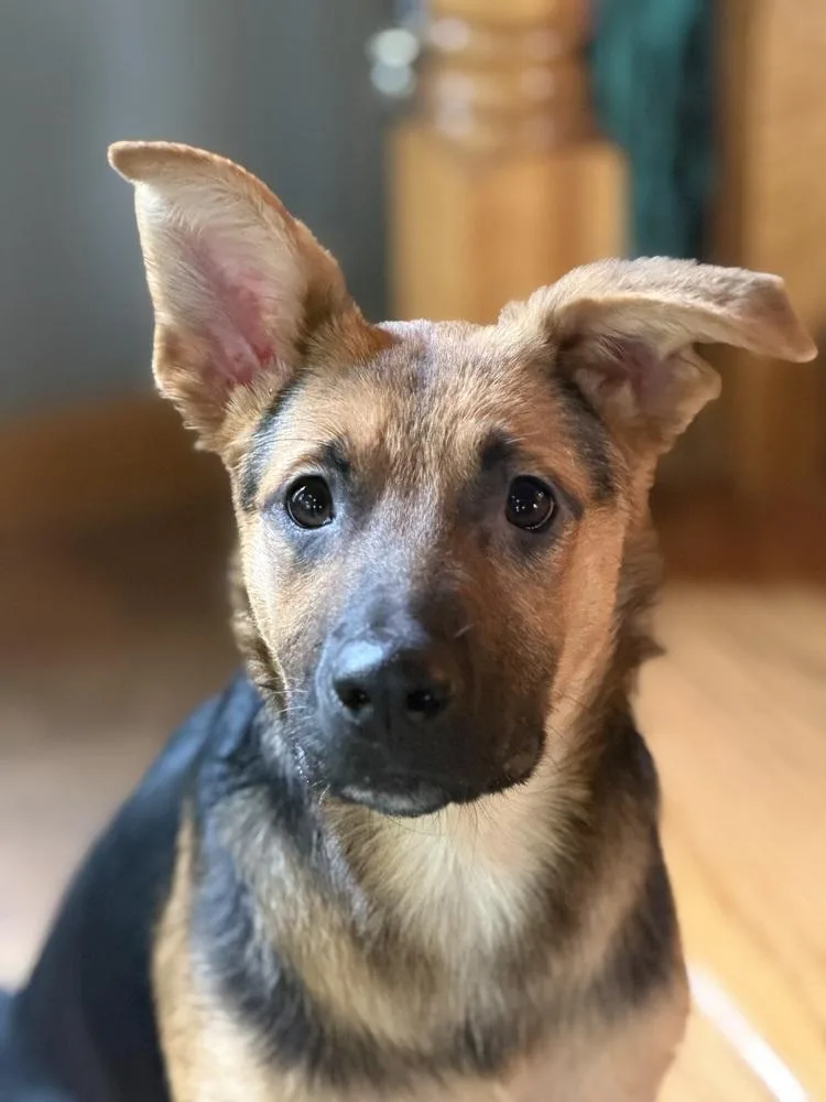Rocko thumbnail 6