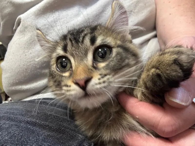 A young medium-sized male Brown / Chocolate American Curl cat named Dean for adoption in Grand Rapids, MI
