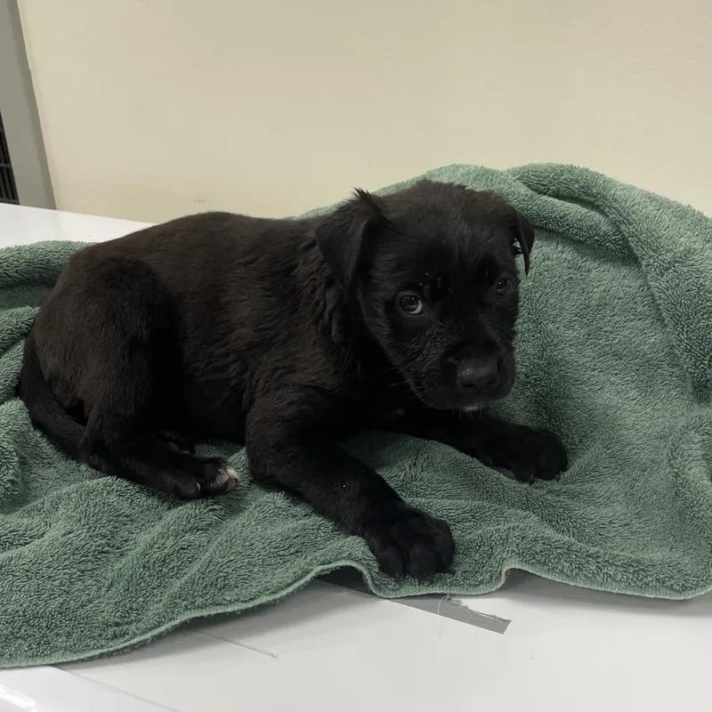 A baby medium-sized female Black Retriever dog named Tulip for adoption in Galax, VA