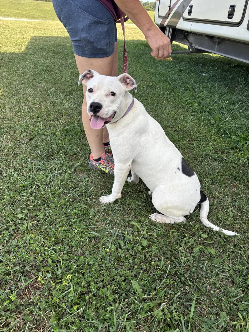 A young medium-sized male Pit Bull Terrier dog named Goose for adoption in Anabel, MO