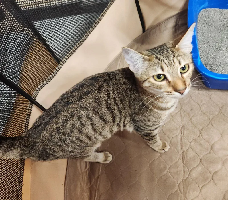 A young medium-sized female Domestic Short Hair cat named Cricket for adoption in Boynton Beach, FL