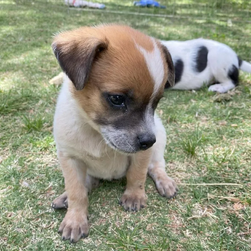 A baby small-sized female White / Cream Cattle Dog dog named Adri for adoption in Prescott, AZ