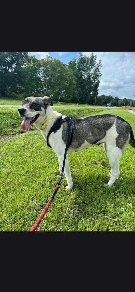 A young medium-sized female Terrier dog named Jade for adoption in Camden, TN