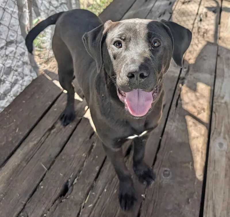 A young medium-sized male Labrador Retriever dog named Bennett for adoption in Manchester, CT