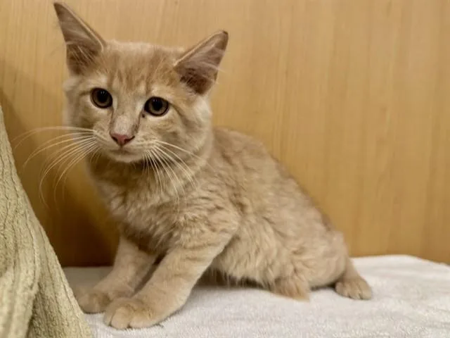 A baby medium-sized male Domestic Medium Hair cat named Hop for adoption in Saint Louis, MO