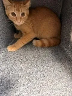 A baby small-sized male Domestic Short Hair cat named Mustard for adoption in Upper Marlboro, MD