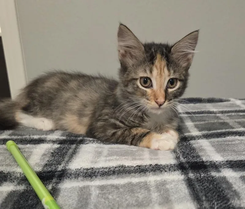 A baby medium-sized female Domestic Medium Hair cat named Higglebee for adoption in Sedalia, CO