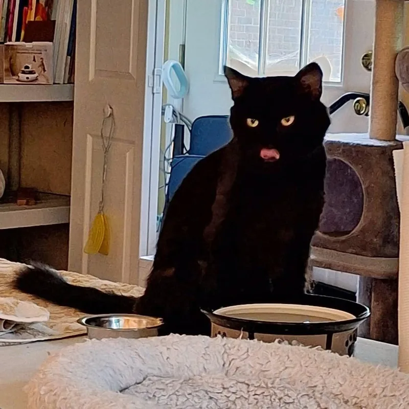 An adult small-sized male Domestic Medium Hair cat named Rascal for adoption in Capshaw, AL