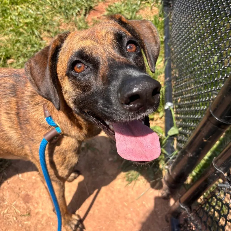 An adult large-sized male Brindle Shepherd dog named Upton for adoption in Alexandria, VA