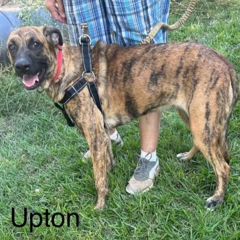 Upton thumbnail 2