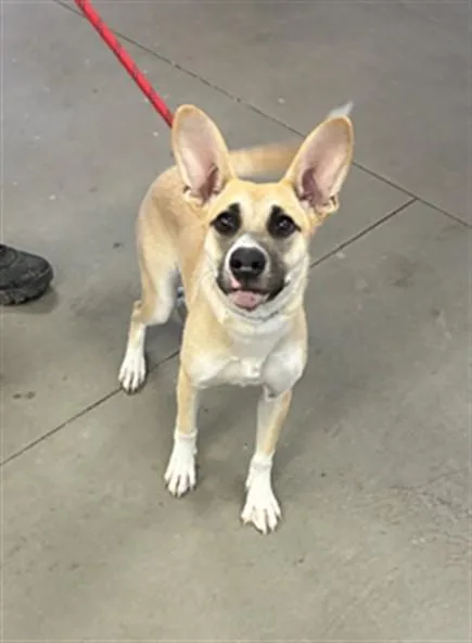 A young large-sized female German Shepherd Dog dog named Fidget for adoption in Phoenix, AZ