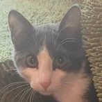 A baby medium-sized female Gray & White Domestic Short Hair cat named Aldi for adoption in Springfield, MO