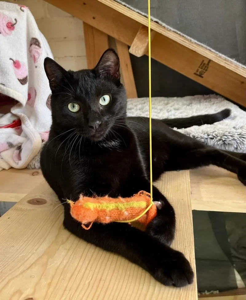 An adult large-sized male Black & White / Tuxedo Domestic Short Hair cat named Biggie for adoption in Gardena, CA