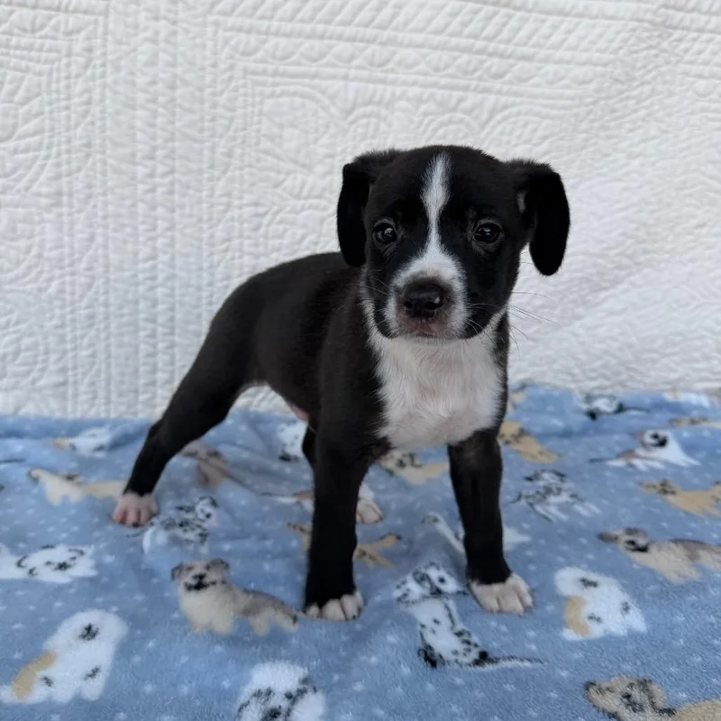 A baby small-sized male Black Terrier dog named Cookie Cake for adoption in Carencro, LA
