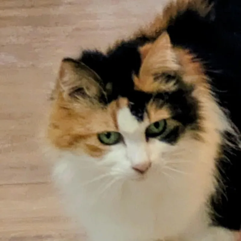 Callie