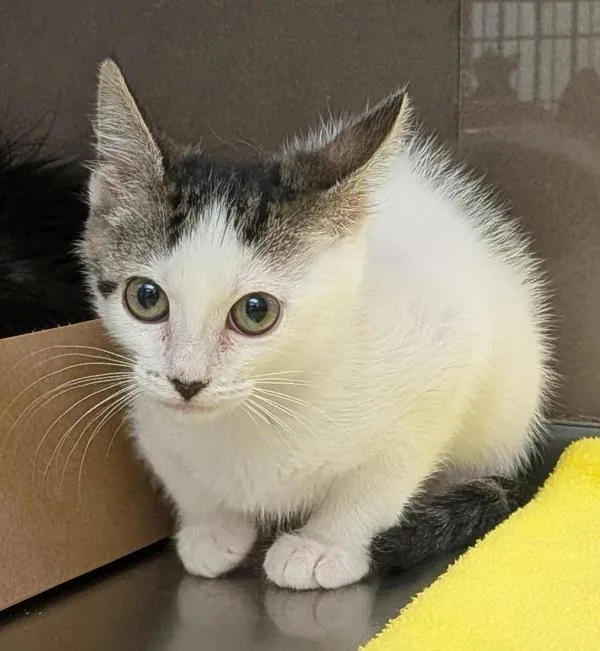 A baby small-sized female Domestic Short Hair cat named Minnie for adoption in Pocatello, ID