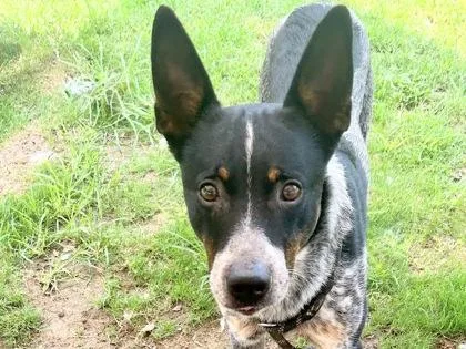 An adult medium-sized male Merle (Blue) Mixed Breed dog named Diesel for adoption in Georgetown, TX