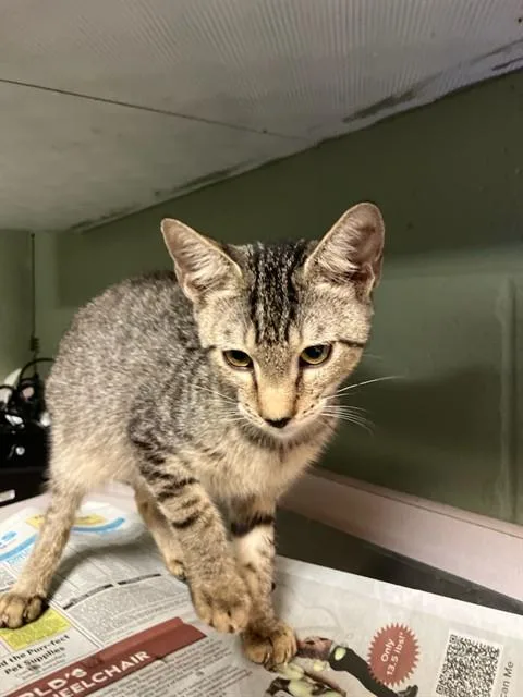 A young small-sized male Domestic Short Hair cat named Honeybee for adoption in Jacksonville, FL