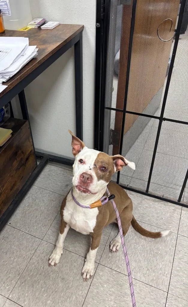 An adult medium-sized female Pit Bull Terrier dog named Acacia for adoption in Sorrento, LA